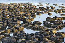 Stromatolites, colonies of blue-green algae, the oldest life form that still exists today, over three billion years old, Hamelin Pool, Shark Bay, Western Australia