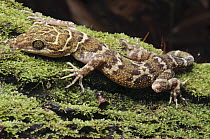Borneo Bow-fingered Gecko (Cyrtodactylus malayanus), Sarawak, Borneo, Malaysia