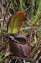Pitcher Plant (Nepenthes rajah) pitcher, Sabah, Borneo, Malaysia