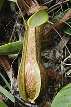 Pitcher Plant (Nepenthes danseri) pitcher, Halmahera Island, North Maluku, Indonesia