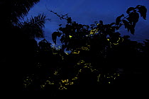 Firefly (Lampyridae) group lighting up at night, Halmahera Island, North Maluku, Indonesia