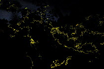 Firefly (Lampyridae) group lighting up at night, Halmahera Island, North Maluku, Indonesia