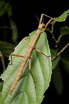 Stick insect, Halmahera Island, North Maluku, Indonesia