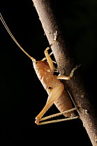 Katydid (Tettigoniidae) juvenile, Halmahera Island, North Maluku, Indonesia