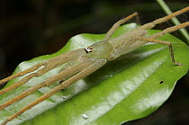 Giant Crab Spider (Sparassidae), Halmahera Island, North Maluku, Indonesia