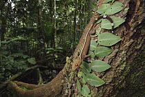 White-line Gecko (Gekko vittatus) in rainforest, Halmahera Island, North Maluku, Indonesia