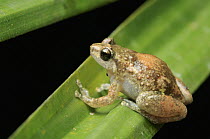 Cross Frog (Oreophryne sp), Halmahera Island, North Maluku, Indonesia