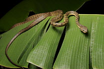 Brown Tree Snake (Boiga irregularis), Halmahera Island, North Maluku, Indonesia