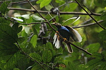 Standardwing (Semioptera wallacii) male displaying at lek, Halmahera Island, North Maluku, Indonesia
