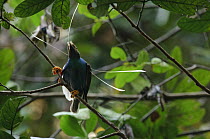 Standardwing (Semioptera wallacii) male displaying at lek, Halmahera Island, North Maluku, Indonesia