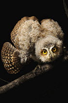 Moluccan Scops-Owl (Otus magicus) chick in threat display, Halmahera Island, North Maluku, Indonesia