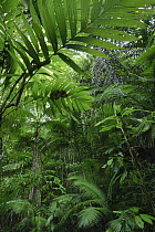 Lowland rainforest interior with a variety of plant forms, Halmahera Island, North Maluku, Indonesia