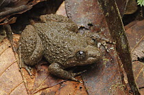 Kuhl's Creek Frog (Limnonectes kuhlii), Sabah, Borneo, Malaysia