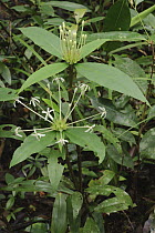 Glorybower (Clerodendrum fistulosum) flowers, Brunei, Borneo, Indonesia