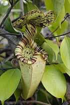 Pitcher Plant (Nepenthes rafflesiana) pitcher, Brunei, Borneo, Indonesia