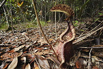 Pitcher Plant (Nepenthes rafflesiana) pitcher in rainforest, Brunei, Borneo, Indonesia