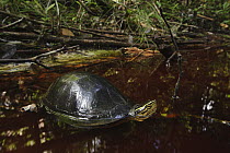 Malayan Box Turtle (Cuora amboinensis) in creek in rainforest, Brunei, Borneo, Indonesia