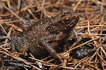 Four-ridged Toad (Bufo quadriporcatus), Brunei, Borneo, Indonesia