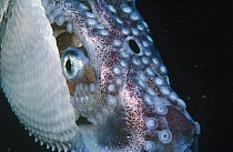 Paper Nautilus (Argonauta nodosa) mouth, siphon and eye, Port Phillip Bay, Victoria, Australia