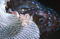 Paper Nautilus (Argonauta nodosa) female with eggs on side of shell ready to hatch, Port Phillip Bay, Victoria, Australia
