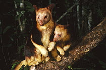 Goodfellow's Tree Kangaroo (Dendrolagus goodfellowi) female and young, Baiyer River Sanctuary, Papua New Guinea