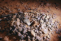 Western Pebble-mound Mouse (Pseudomys chapmani) constructing its mound of pebbles, Pilbara region, Western Australia, Australia