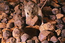 Western Pebble-mound Mouse (Pseudomys chapmani) with pebble in jaw to build mound home, northwestern Australia