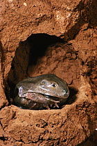 Water-holding Frog (Cyclorana platycephala) underground in skin before rain, Australia