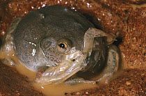 Water-holding Frog (Cyclorana platycephala) breaking from skin after rain, Australia