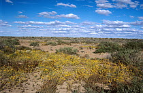 Wildflowers near Lake Eyre, Lake Eyre National Park, South Australia, Australia