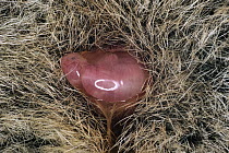Tammar Wallaby (Macropus eugenii) fetus being born, still covered in membrane, Australia
