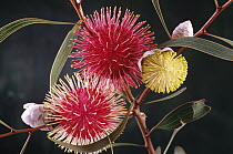 Pincushion Hakea (Hakea laurina) flowers, native to southwest Australia