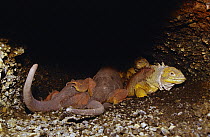 Galapagos Land Iguana (Conolophus subcristatus) group keeping warm in hot caves, Fernandina Island, Galapagos Islands, Ecuador