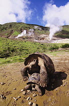 Volcan Alcedo Giant Tortoise (Chelonoidis nigra vandenburghi) pair mating, Alcedo Volcano, Isabella Island, Galapagos Islands, Ecuador