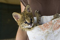 Serval (Leptailurus serval) five week old orphan kitten in kangaroo pouch which is used to increase emotional bond with foster parent, Masai Mara, Kenya