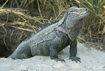Ricord's Iguana (Cyclura ricordi), Lago Enriquillo National Park, Dominican Republic