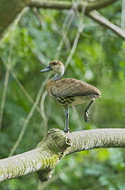 West Indian Whistling-Duck (Dendrocygna arborea) roosting in tree, Dominican Republic