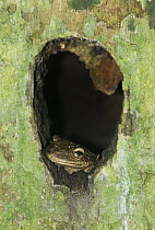 Dominican Treefrog (Osteopilus dominicensis) emerging from palm hole, Santo Domingo, Dominican Republic