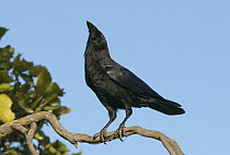 Palm Crow (Corvus palmarum) displaying in tree tops, Goat Island, Lago Enriquillo National Park, Dominican Republic