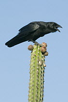 Palm Crow (Corvus palmarum) calling on cactus, Goat Island, Lago Enriquillo National Park, Dominican Republic