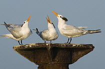 Royal Tern (Thalasseus maximus) trio displaying, Los Haitises National Park, Dominican Republic