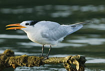 Royal Tern (Thalasseus maximus) calling, Los Haitises National Park, Dominican Republic
