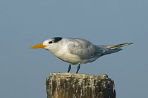 Royal Tern (Thalasseus maximus) displaying, Los Haitises National Park, Dominican Republic