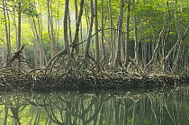 Red Mangrove (Rhizophora mangle) forest, Los Haitises National Park, Dominican Republic