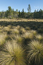 Grass (Danthonia domingensis) covering meadow, Valle Nuevo National Park, Dominican Republic