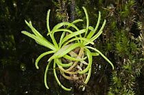 Butterwort (Pinguicula casabitoana), Ebano Verde Scientific Reserve, Dominican Republic