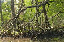 Red Mangrove (Rhizophora mangle) stilt roots, Los Haitises National Park, Dominican Republic
