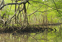 Red Mangrove (Rhizophora mangle) stilt roots, Los Haitises National Park, Dominican Republic