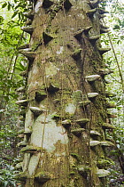 Yellow Prickle (Zanthoxylum monophyllum) with spikes on trunk in lowland rainforest, Los Haitises National Park, Dominican Republic