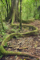Yellow Mombin (Spondias mombin) buttress root, Los Haitises National Park, Dominican Republic